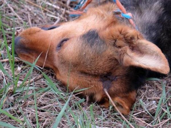 Cane ucciso con proiettile in testa: sconcerto a Gattinara