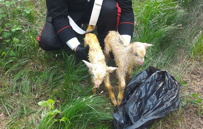 Capretti gettati nella scarpata rinchiusi in un sacco