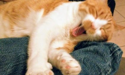 Gatto fa scappare i ladri