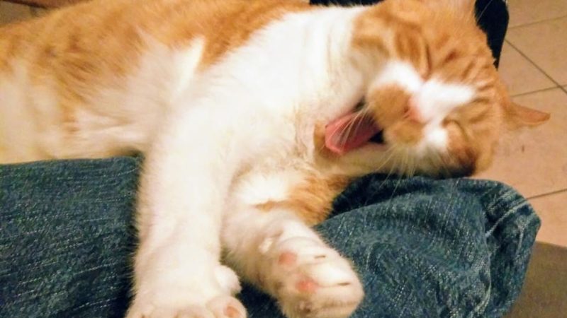 Gatto fa scappare i ladri