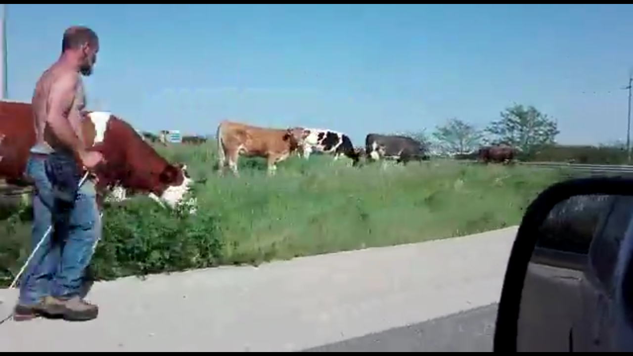 Mucche sulla Statale, code tra Novara e Bellinzago VIDEO