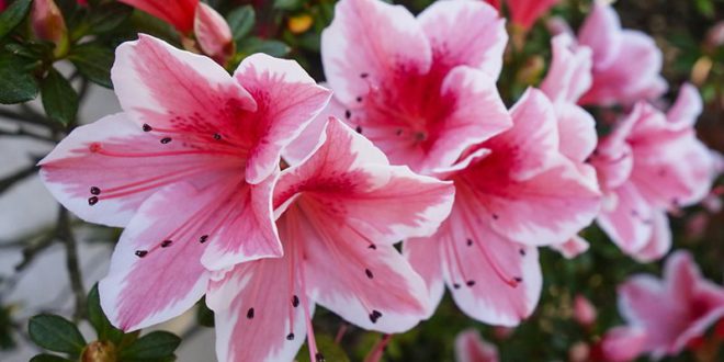 Volontari in piazza con le azalee e le camelie dell’Ambulanza del Vergante