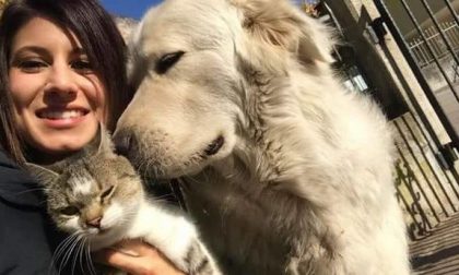 Free Miro, l’On Brambilla in campo per il cane sequestrato perché abbaia troppo