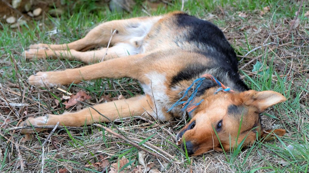 Cane ucciso: taglia di 5mila euro sui responsabili