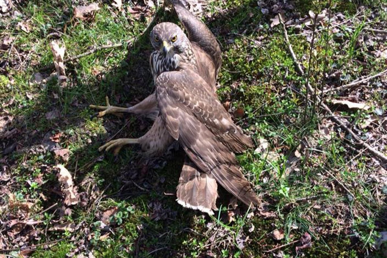 Falco ferito al parco di Galliate