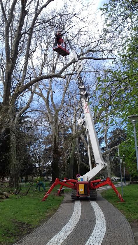 Potature alberi, terminati gli interventi