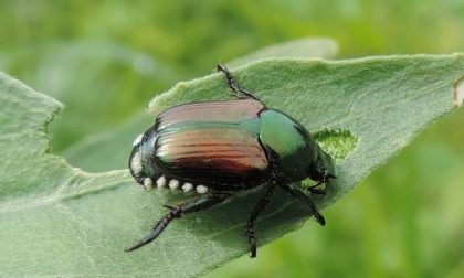 Popilla Japonica torna il pericolo infestazione
