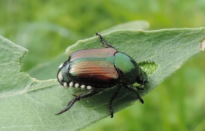 Popillia japonica, cosa fare per evitarne la diffusione