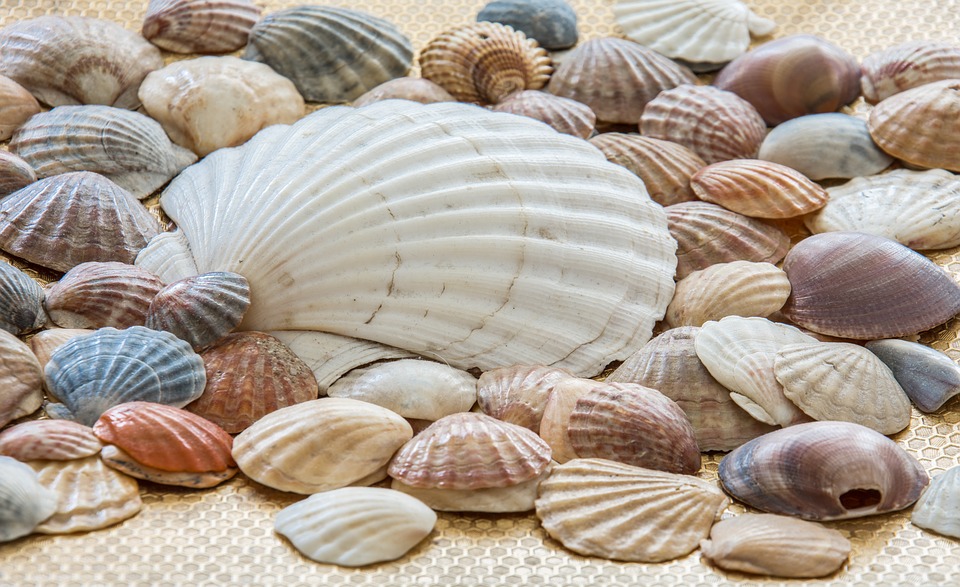 Razzia sulle spiagge in Sardegna: turisti fermati con un chilo di conchiglie