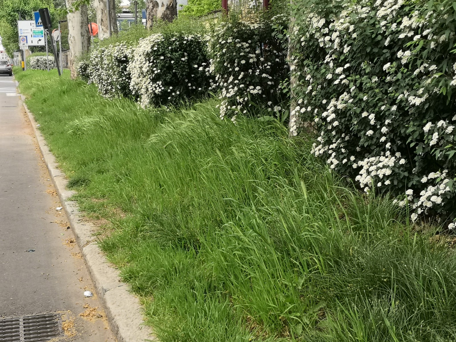 Novara, viale Verdi