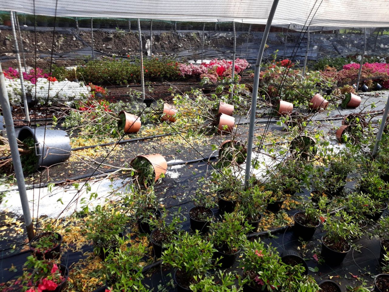 Grandine, danni e raccolti perduti nel Verbano