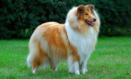 Abbandona Collie sulla A26: dopo 2 mesi rintracciato e denunciato