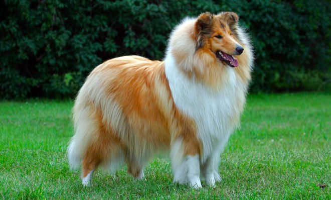 Abbandona Collie sulla A26: dopo 2 mesi rintracciato e denunciato