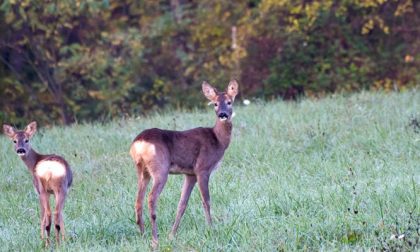 Animali investiti sulla A26, auto danneggiate