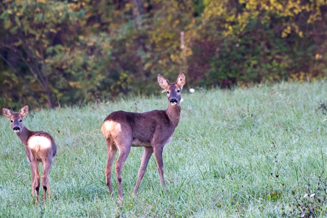 Animali investiti sulla A26, auto danneggiate