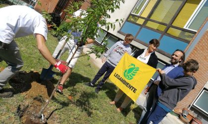 Alberi per il futuro: nuova piantumazione nella scuola Giovanni XXIII di Arona