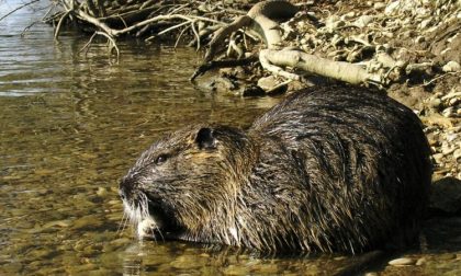 Sagra della nutria nel novarese: comune e Asl la vietano