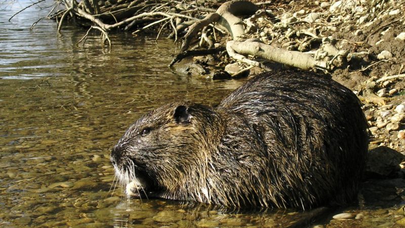 Nutrie mangiarle dopo l’abbattimento: la proposta