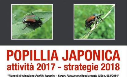 Popillia Japonica oggi l'incontro tecnico a Borgomanero