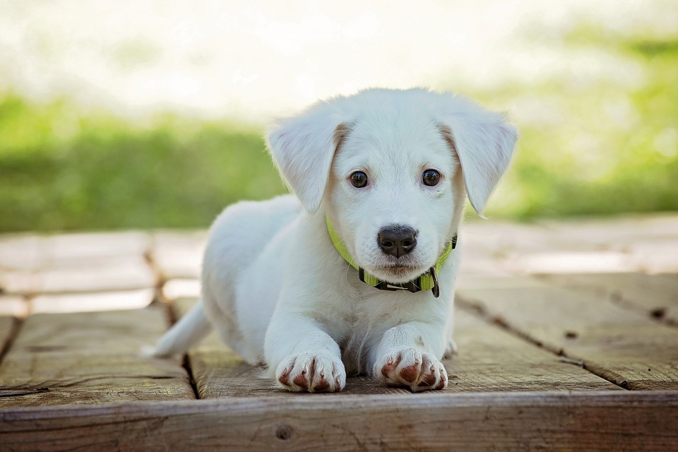 Simpatiche Zampette, giocate con i vostri animali