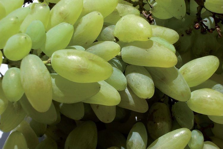 Ha donato gli organi la bimba di tre anni soffocata da un acino d’uva