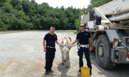 Due asinelli salvati dai vigili di Galliate