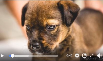 Cagnolina di 50 giorni in cerca di adozione