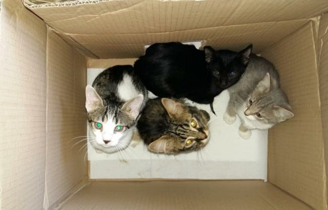 16 cuccioli abbandonati in tangenziale: emergenza al gattile di Vercelli