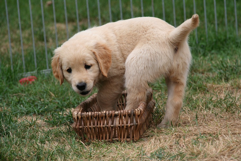 Simpatiche zampette, mandate e votate le foto dei vostri animali