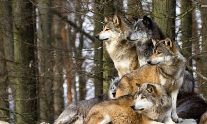 Allarme lupo: troppe segnalazioni vicino alle case. Provincia chiede intervento a Regione