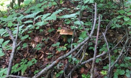 Cerca funghi e trova serpente | VIDEO