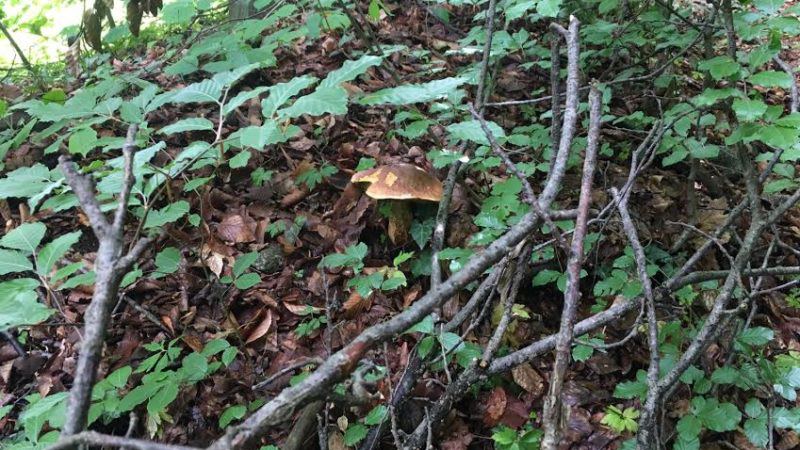 Cerca funghi e trova serpente | VIDEO