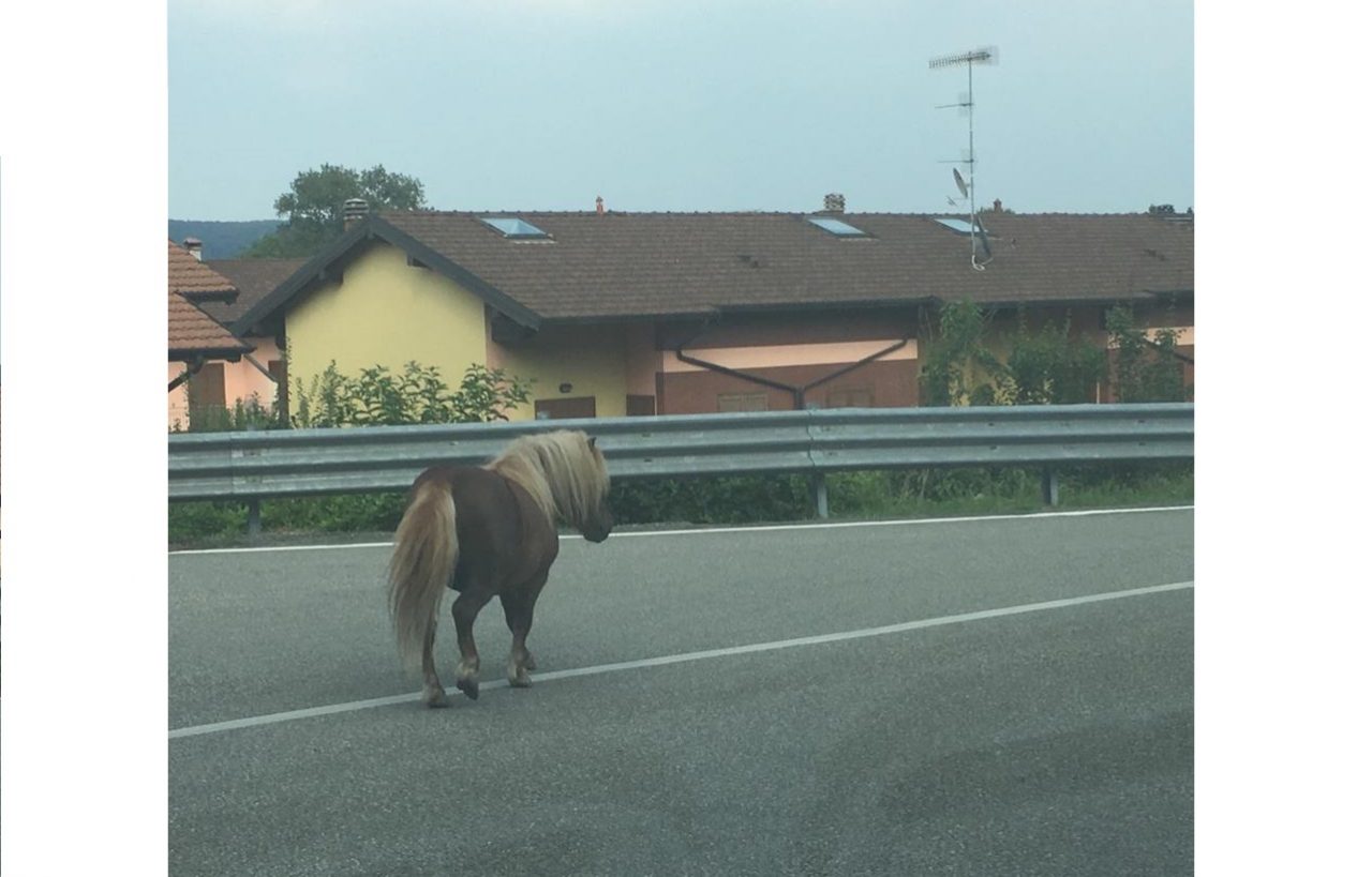 Pony a spasso per Dormelletto | Le FOTO