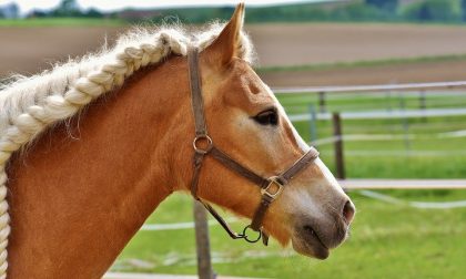 Cavallo in autostrada: fermato al casello
