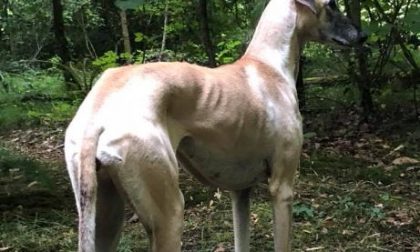 Smarrito levriero in zona Lesa: i proprietari lo cercano disperatamente