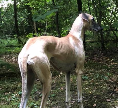 Smarrito levriero in zona Lesa: i proprietari lo cercano disperatamente