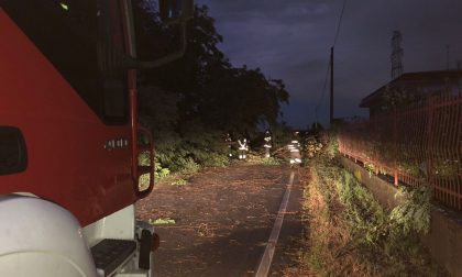 Piante abbattute per vento forte
