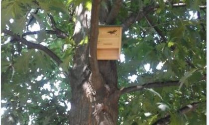 Bat houses: contro le zanzare arrivano i pipistrelli