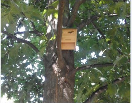 Bat houses: contro le zanzare arrivano i pipistrelli