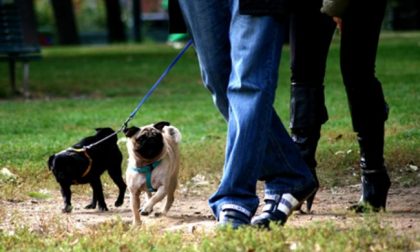 Anche i cani si sballano al parco mangiando la droga nascosta