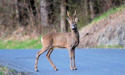 Capriolo investito sulla A26 all’altezza di Ghemme