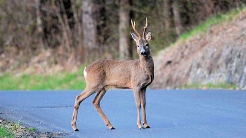 Capriolo investito sulla A26 all’altezza di Ghemme