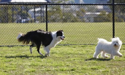 Nuova area cani in corso Europa ad Arona? Niente da fare