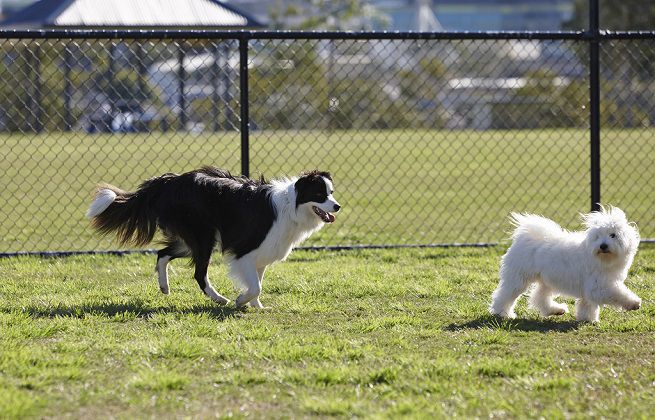 Nuova area cani in corso Europa ad Arona? Niente da fare