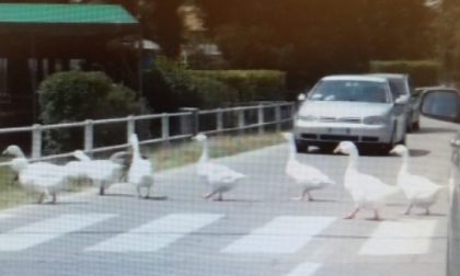 Educazione stradale: l’esempio degli animali VIDEO