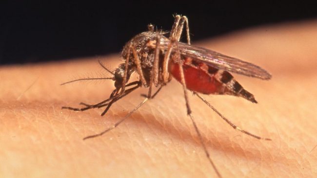 West Nile virus 2018: due casi nel Milanese, quinta vittima in Veneto