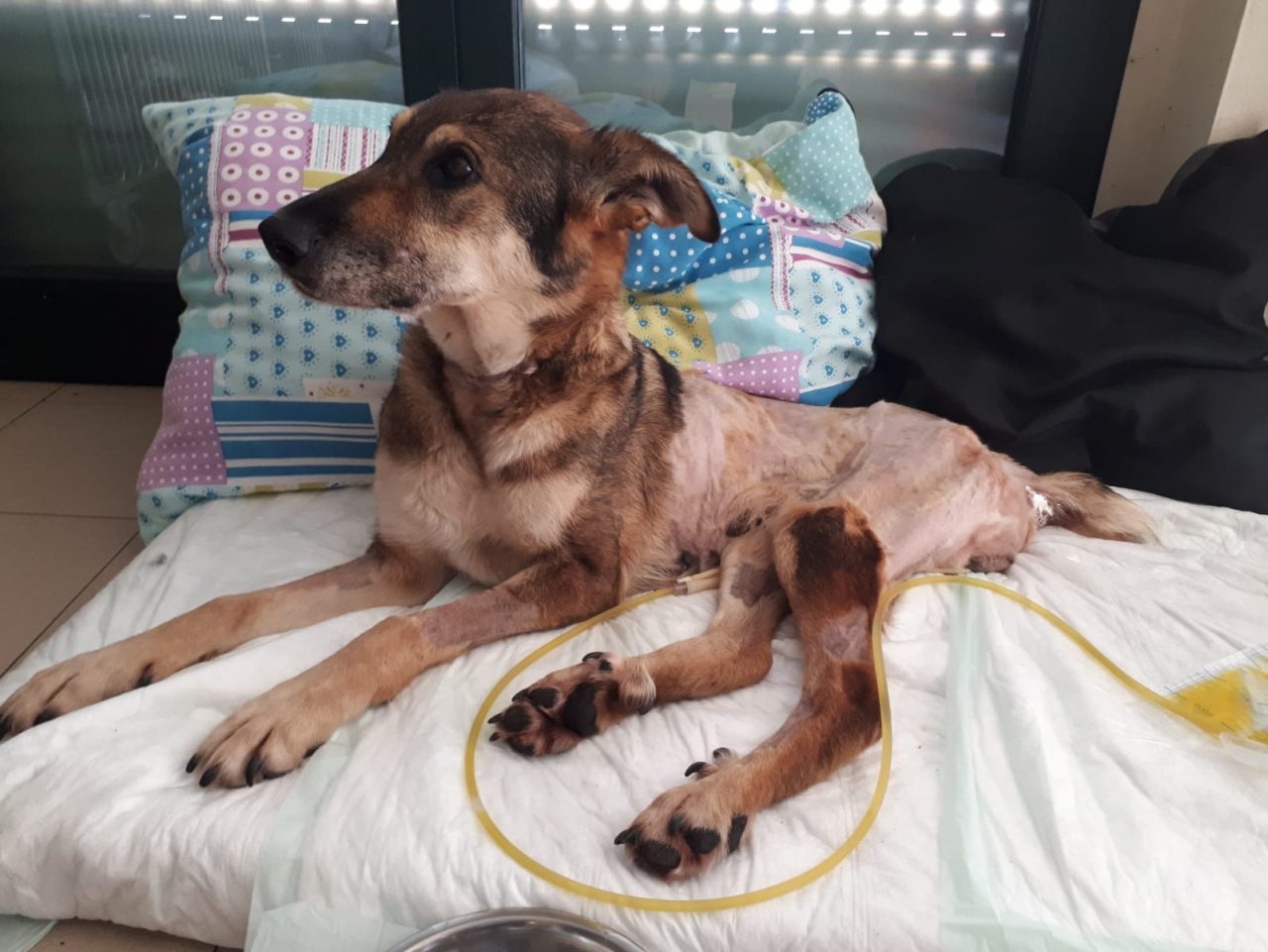 Birba, massacrata di botte nei boschi del Ticino