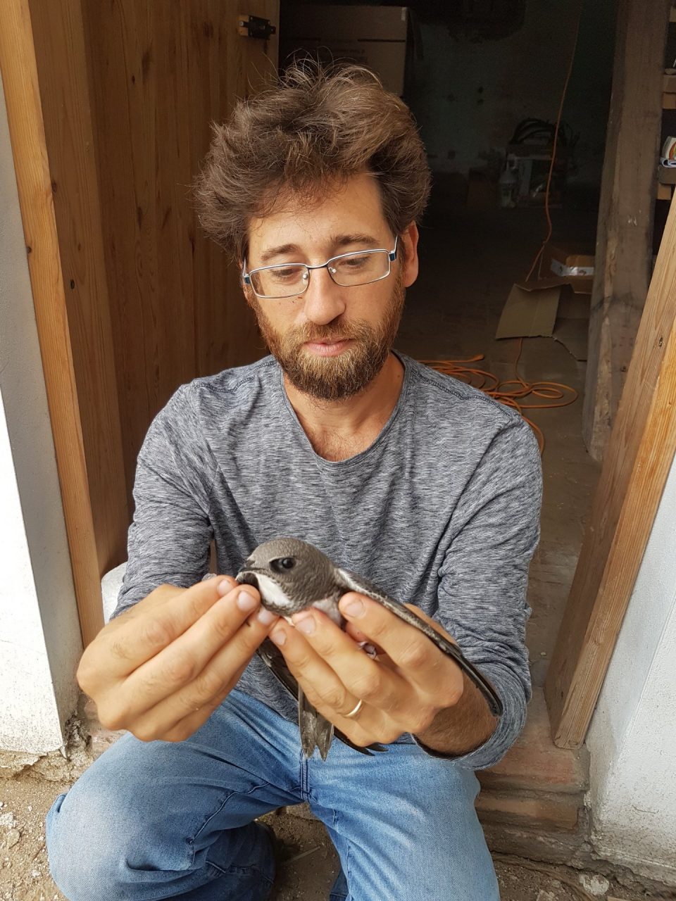 I rondoni trovano casa nella Bassa Novarese