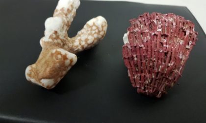 Sequestrati coralli all’aeroporto di Caselle: provenivano da Zanzibar