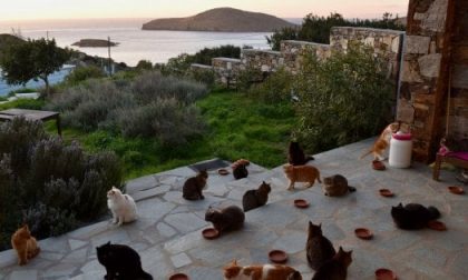 Accarezzatori di gatti: è boom di richieste per il posto